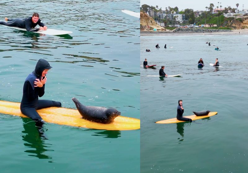 Bebê foca surfista junta-se a multidões de surfistas e pula em suas pranchas numa praia de San Diego - Fotos: reprodução / Instagram