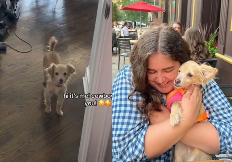 O cãozinho traumatizado ganhou uma nova vida após ser adotado e hoje tem um lar cheio de amor. - Foto: TikTok/@cowboythech