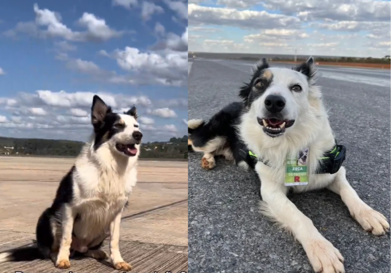 O cão Zeca tem a missão de espantar pássaros e outros os animais que entram perto das pistas de pousos e decolagens do Aeroporto de Brasília. - Foto: reprodução Instagram