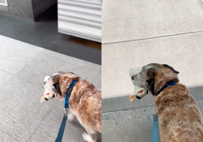 É como se o cão idoso adotado tivesse dito: "Ta bom! Eu vou, mas só se levar meu bichinho de estimação comigo!" - Fotos: reprodução / Twitter