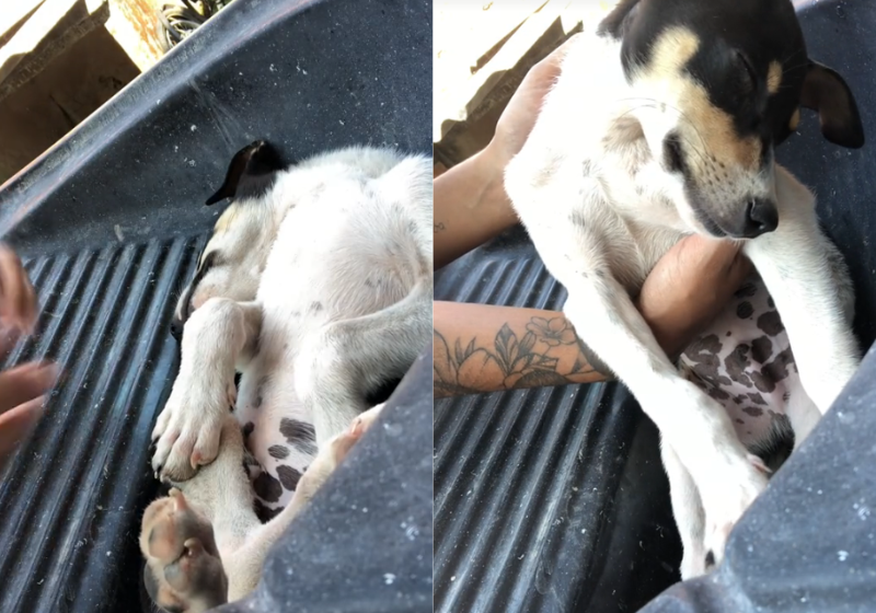 O cachorrinho finge desmaiar logo depois que a tutora o coloca no tanque para dar banho. Esperto ou não? Reprodução/@nathykelly/TikTok.