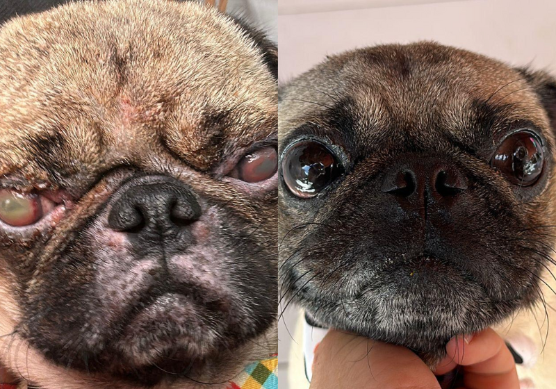 Pug Nelson antes (à esquerda) e depois da cirurgia (à direita). Foto: Reprodução/Acervo pessoal.