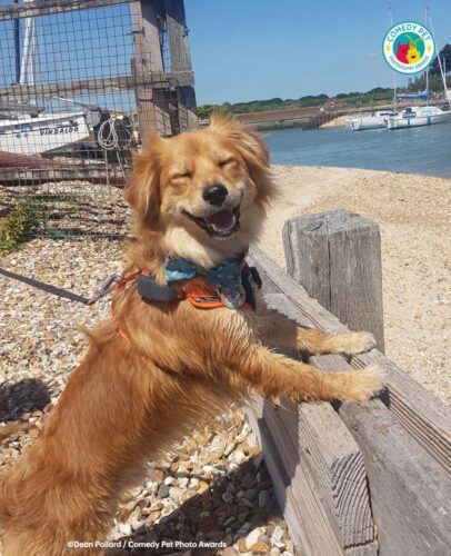 Que Brisa, humana! - Foto: reprodução Comedy Pet Photo Awards