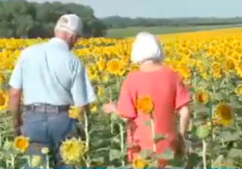 O fazendeiro Lee Wilson plantou 1 milhão de girassóis e deu para a esposa de presente de casamento. - Foto: reprodução ABC7