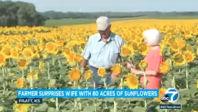 O casal fazendeiro no meio dos girassóis - Foto: reprodução / ABC7