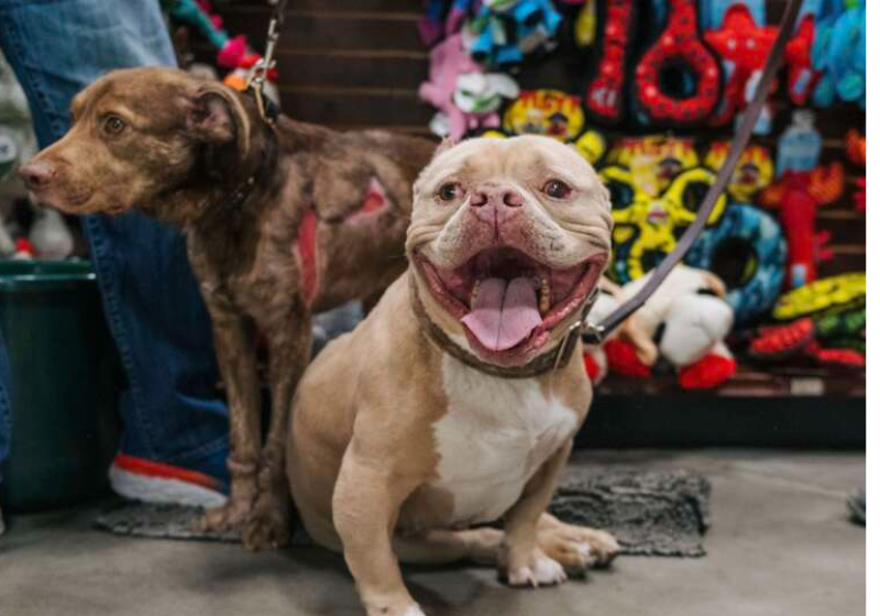 O cachorrinho triste foi encontrado em um buraco e ao ser resgatado não parou mais de sorrir. Foto: Reprodução/Compassion Without Borders.
