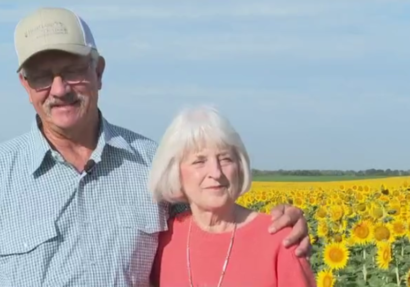 O fazendeiro plantou 1 milhão de girassóis e deu para a esposa de presente de casamento. - Foto: reprodução ABC7