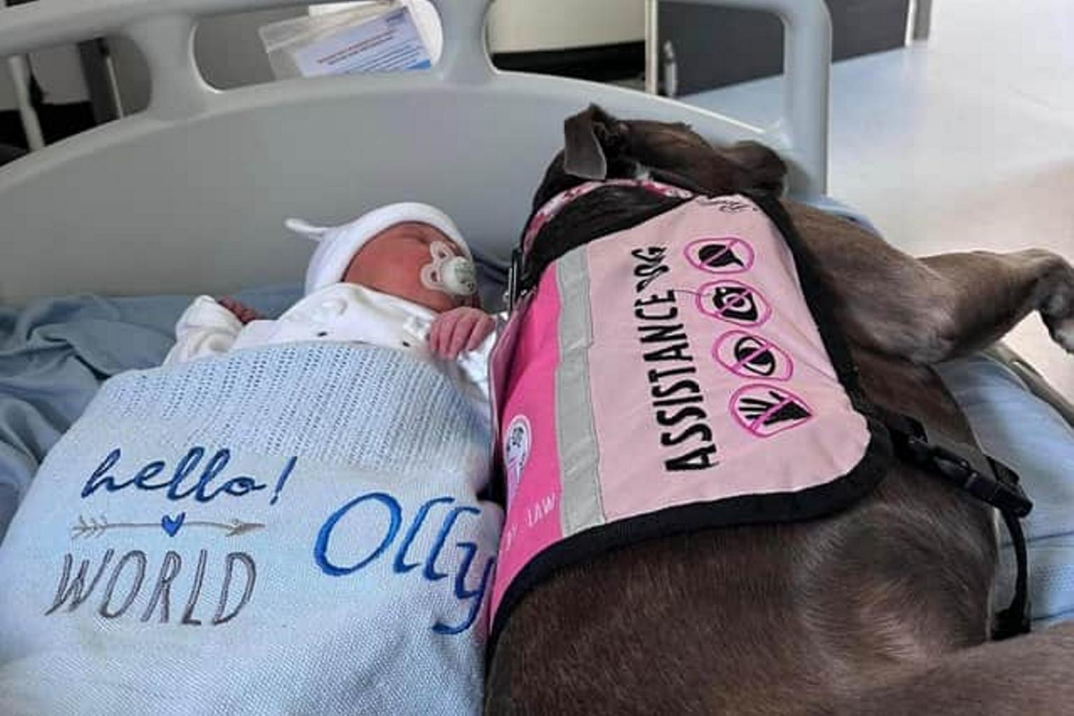 Não restam dúvidas que esses dois serão melhores amigos, né? Olha que gracinha! Foto: Reprodução/Amee Tomkin/SWNS.