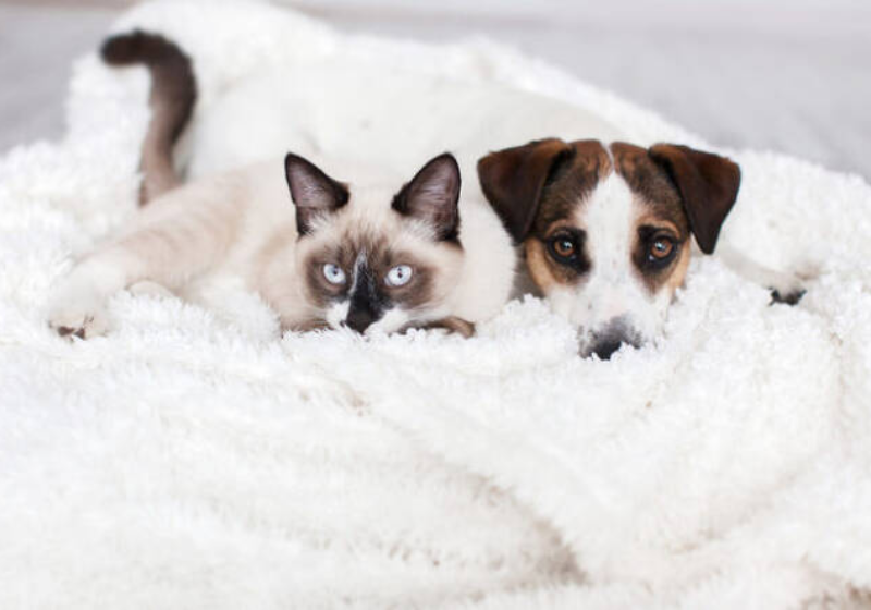 Alguns cuidados com os pets mudam no inverno e os tutores precisam ter atenção com os bichinhos. - Foto: Pixabay