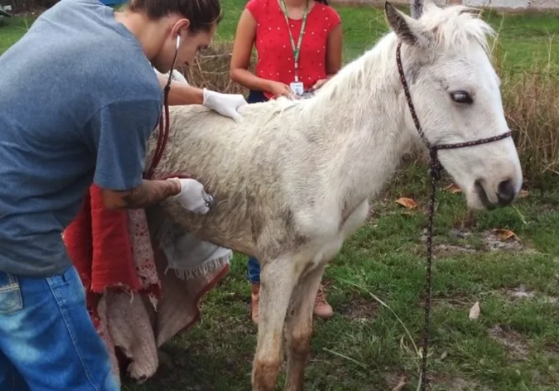 A Defesa Civil foi acionada e rapidamente fez o resgate do potrinho Zeus, que ficou atolado em uma lagoa em Saquarema. - Foto: Reprodução/Defesa Civil.