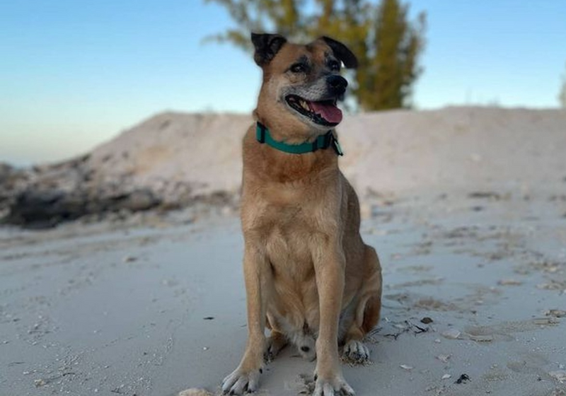 Soldier é um cão cego e surdo, mas isso nunca foi um problema para ele guiar turistas até a praia. Foto: Reprodução/@sailawaycottages/Instagram.