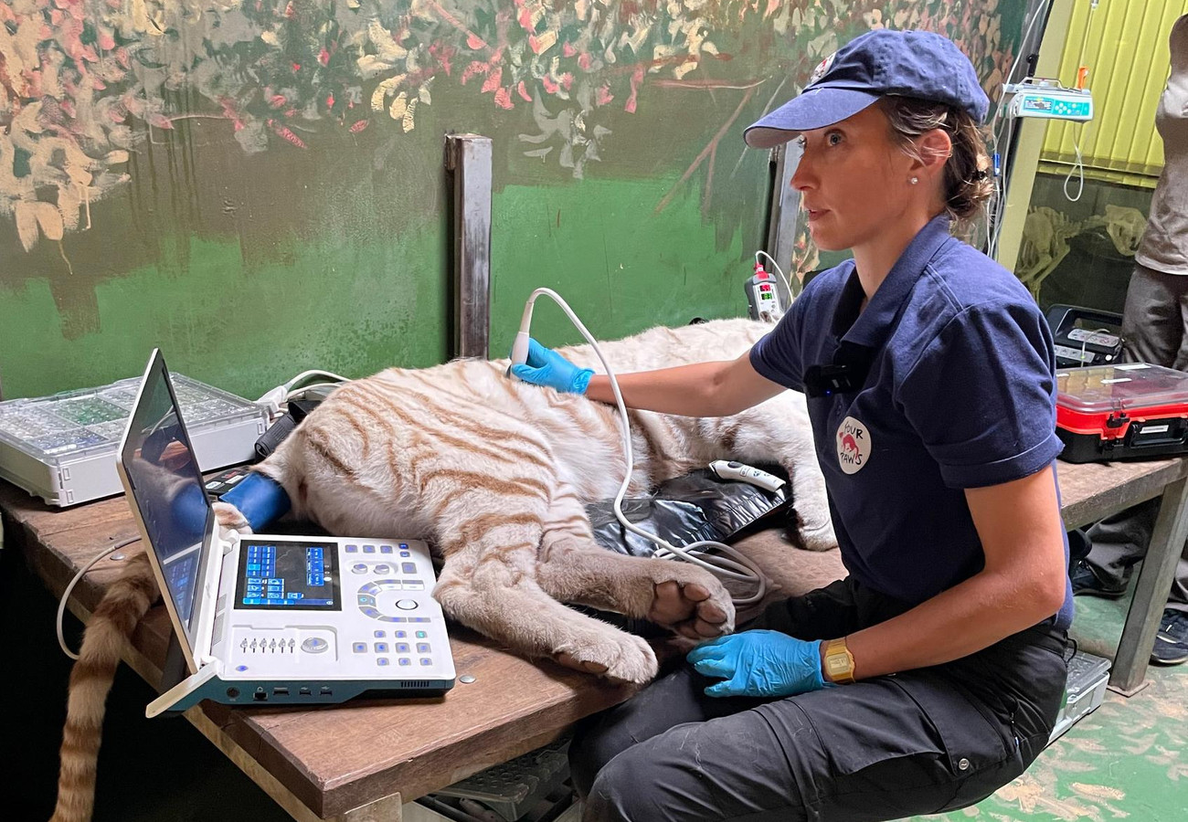 No zoológico onde ficou provisoriamente, Charlota recebeu cuidados médicos para checar sua saúde. Foto: Reprodução/FOUR PAWS.
