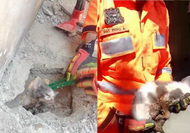 Os bombeiros correram contra o tempo para salvar o gatinho do cano. Foto: Reprodução/Corpo de Bombeiros de Minas Gerais.