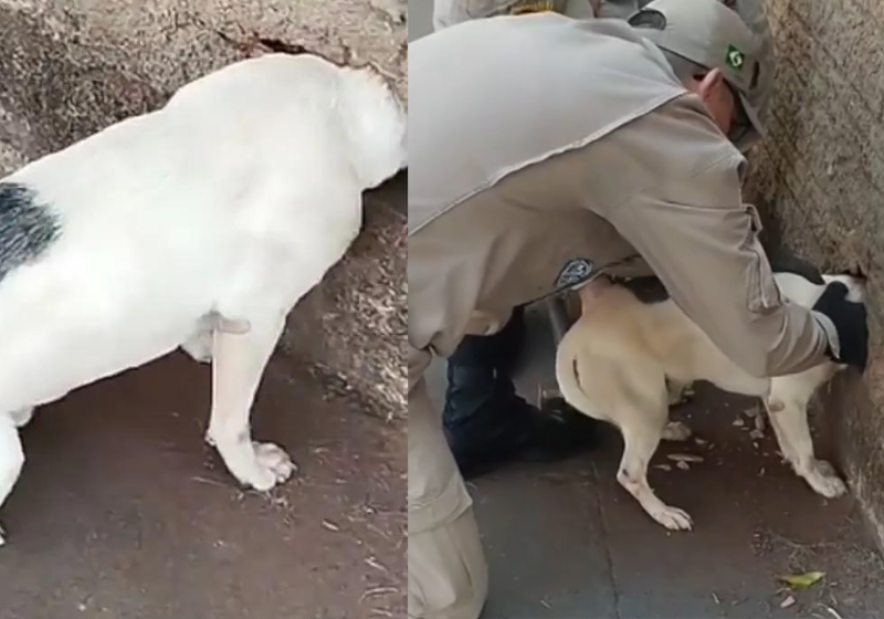 Bombeiros salvam um cachorrinho com a cabeça presa. Os agentes tiveram usar ferramentas especiais para resgatar o animal. - Foto: Reprodução/Primeira Página.