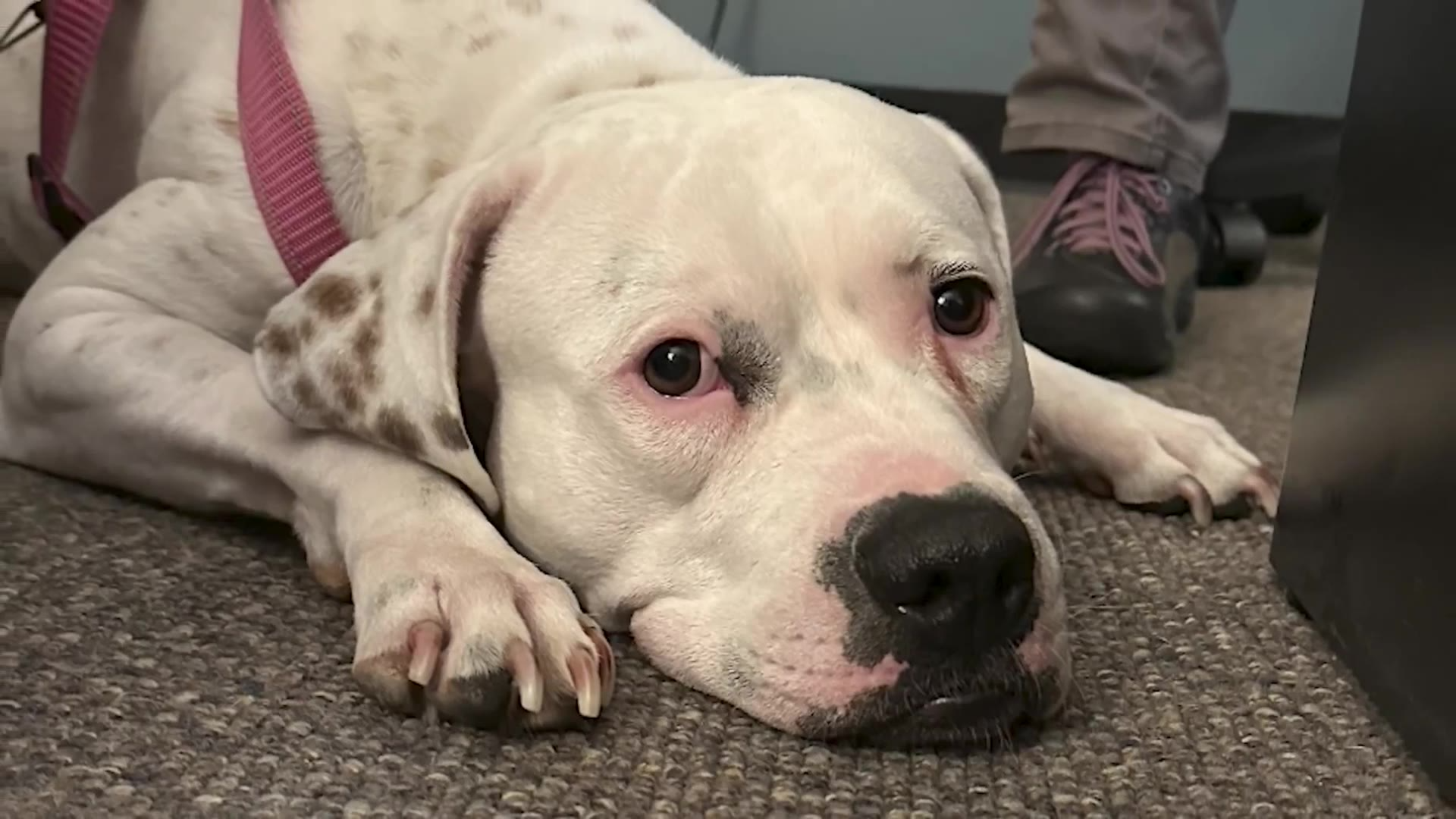 Agora a cachorrinha Bonnie está muito feliz na casa nova, ela é brincalhona e adora guloseimas! Foto: Reprodução/Arquivo pessoal.