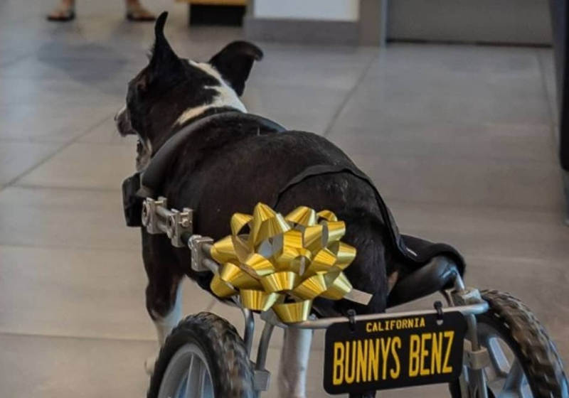 A cachorrinha Bunny com a cadeira de rodas feita pela Mercedes. - Foto: Reprodução/@keepingfinn/Instagram.