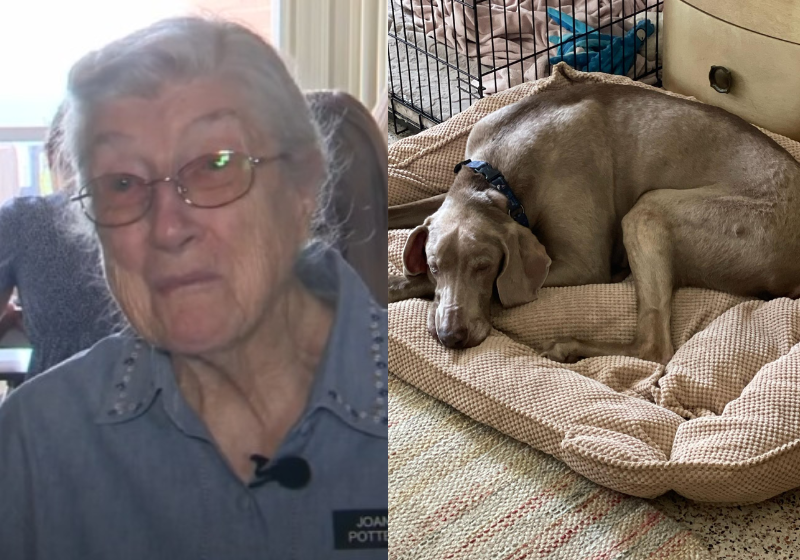 A idosa faz com muito carinho as caminhas para os cães abandonados. É uma fofa - Foto: reprodução KSAT