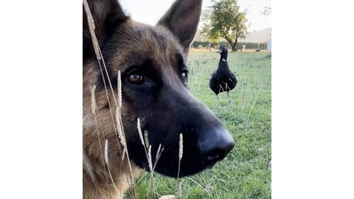 O cachorro Ben e o amigo pato que sumiu - Foto: JULIE MCGUIRE