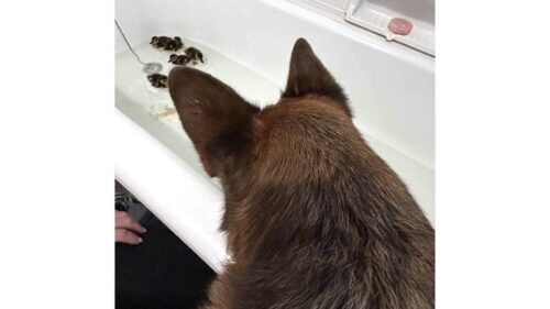 Ben olhando os filhotes patinhos que adotou na banheira - Foto: JULIE MCGUIRE