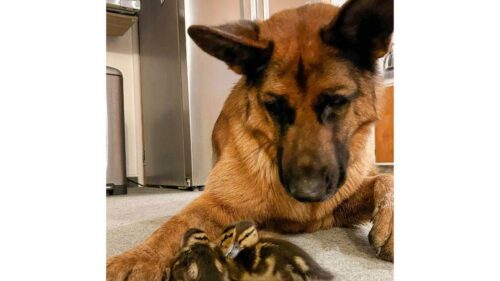 Ele adora os filhotinhos de pato - Foto: JULIE MCGUIRE