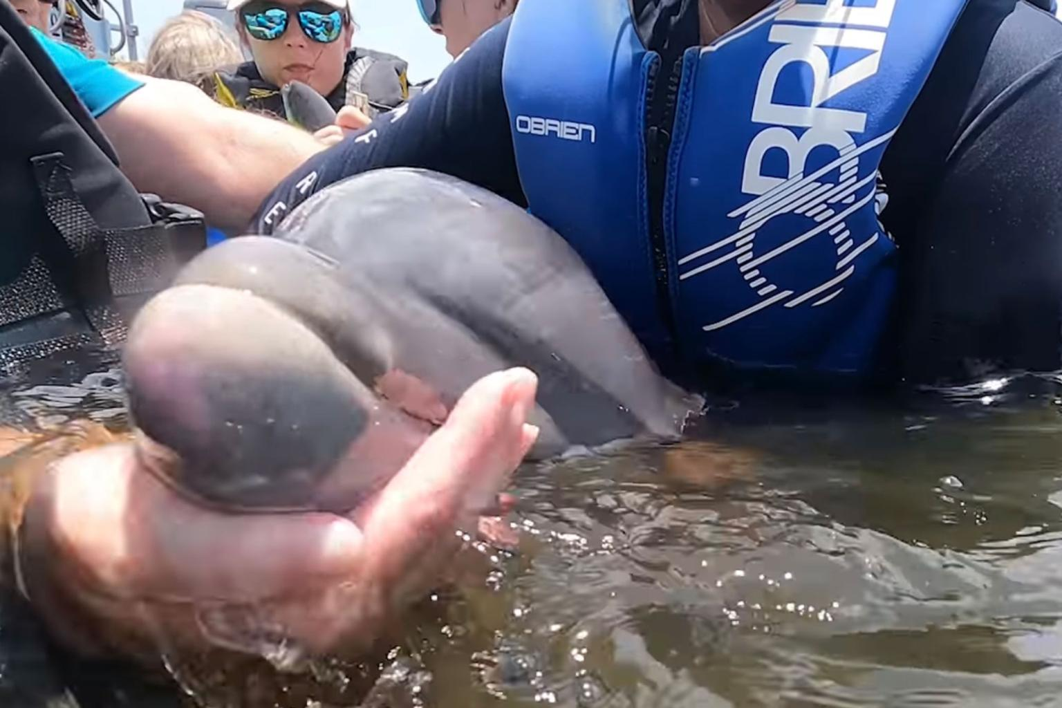 O tempo de 2 anos era necessário para que o filhotinho crescesse saudável. Foto: Reprodução/Audubon Nature Institute.