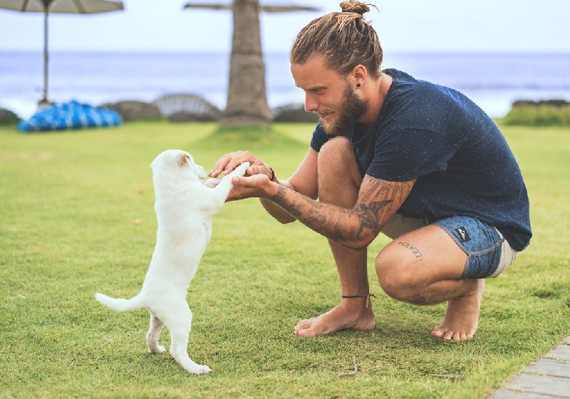 A pesquisa sobre a evolução do cérebro foi feita na Universidade Macquarie (Austrália) e mostrou que o ser humano tem muito o que aprender com os animais - Foto: StockSnap / Pixabay