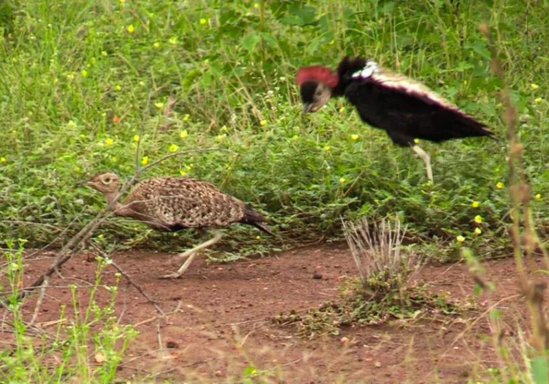 Apesar do pássaro mostrar todos seus movimentos numa dança inspirada no Michael Jackson, a namorada não pareceu interessada. Foto: Reprodução/Bird Things.