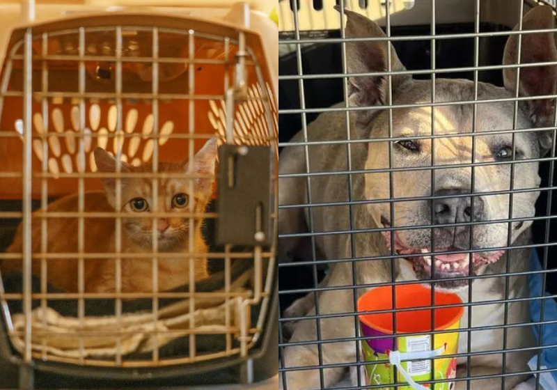 Ao todo, mais de 130 gatinhos e cachorrinhos foram transportados de Maui para abrigos na costa oeste do país. Foto: Reprodução/Greater Good Charities.