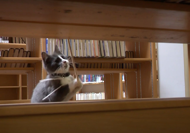 O gatinho jogado do caminhão foi adotado por uma tutora que trabalha em uma biblioteca pública. Agora ele corre e brinca em meio aos livros! Foto: Reprodução/WTOL 11.