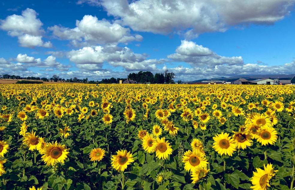 A Trilha de Girassóis de Crawford já virou atração nacional e internacional! Foto: Reprodução/Visit Scotland.