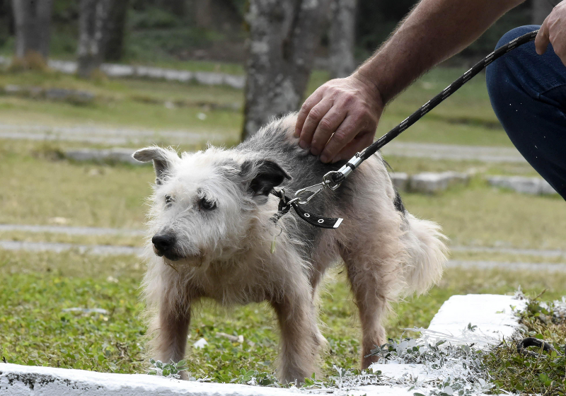 Na nova casa, Jaspion estava tímido e quieto no início, mas foi se soltando aos poucos. Foto: Reprodução/Prefeitura Municipal de Guarulhos.