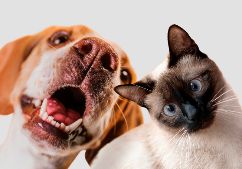 Agora que a Câmara aprovou o PL que tipifica a zoofilia como crime, o texto segue para o Senado. - Foto: Reprodução/Freepik.