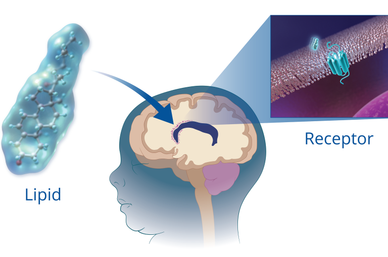 Na imagem, é possível ver a proteína se ligando na célula e induzindo o processo de redução da paralisia. Foto: Reprodução/Duke University.
