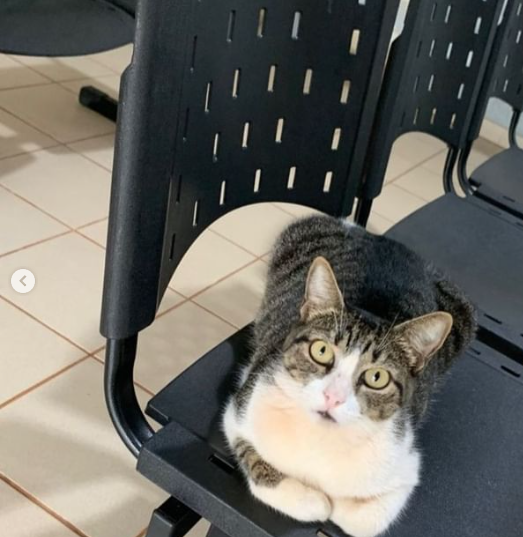 Borel vive na Delegacia de Atendimento à Mulher. Ele é comilão e adora repousar nos bancos da instituição. Foto: Reprodução/Polícia Civil MS.