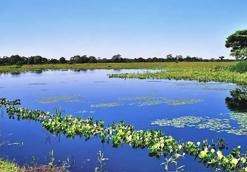 O Pantanal não tinha um período de cheia desde 2019 - Foto: Google Fotos