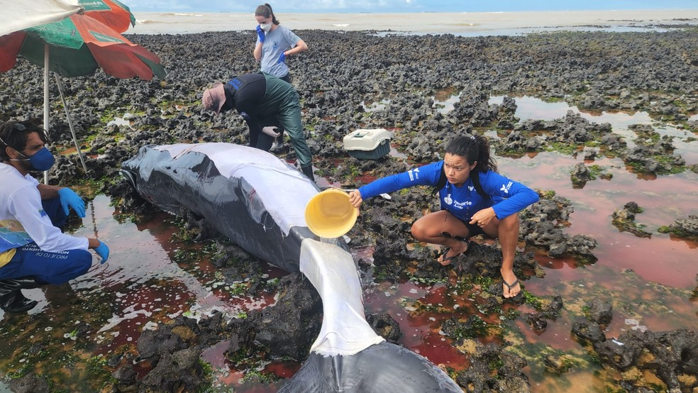 Depois de 6 horas, o bebê voltou para as nadadeiras da mãe. Foto: Reprodução/Amigos da Jubarte.