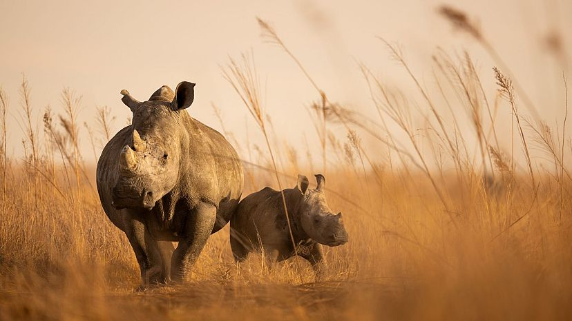 Entre os 2 mil rinocerontes, filhotes e animais adultos que serão libertos ao longo da próxima década. Foto: Reprodução/Brent Stirton.