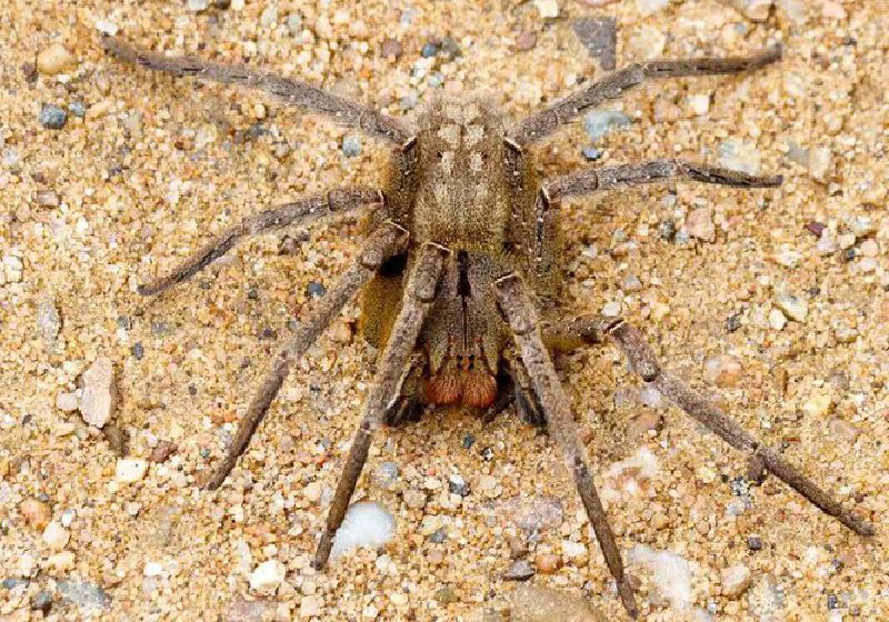 Cientistas brasileiros descobriram que o veneno da aranha armadeira pode se tornar potencial remédio contra a disfunção erétil, também conhecida como impotência sexual - Foto: Rodrigo Tetsuo Argenton (CC BY-SA 4.0)