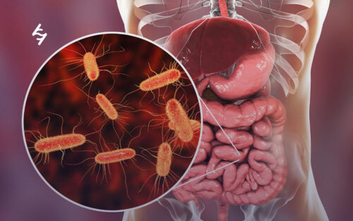 A macrobiota intestinal ajuda a prevenir várias doenças, segundo a pesquisa. - Foto: Pixabay