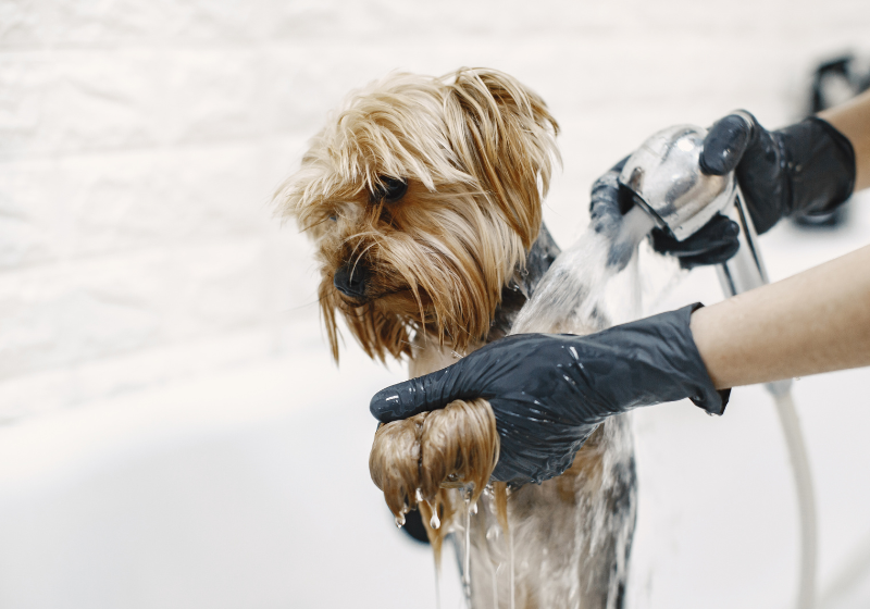 Refrescar o pet com um banho é uma boa saída, mas fique atento para não dar choque térmico no animal, tá? Foto: Reprodução/Freepik.
