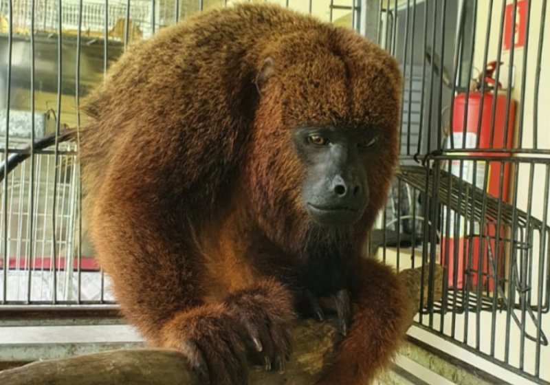 Guarda Municipal resgata macaco-prego abandonado em porta de