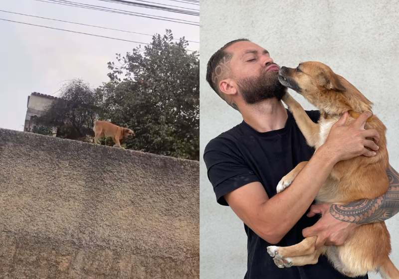 A Solange tá famosa. A "Cachorra-aranha" viralizou ao andar sobre o muro da casa e ganhou as redes sociais. - Foto: reprodução Instagram