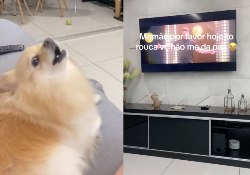 A cachorrinha Pandora, uma Lulu da Pomerânia, canta quando ouve a música favorita dela, Late Coração Cachorro e encanta internautas - Fotos: reprodução / TikTok @petspandora