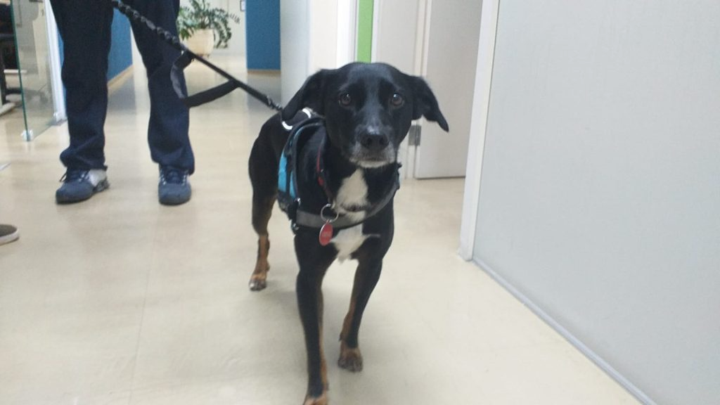 Mani já resolveu dois homicídios que os peritos estavam com dificuldade em encontrar provas. Foto: Reprodução/Life.