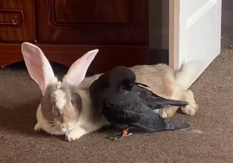 Jake, o corvo que age como coelho e pensa que é coelho, depois de ser acolhido pela família - Foto: reprodução / The Yorkshirepost