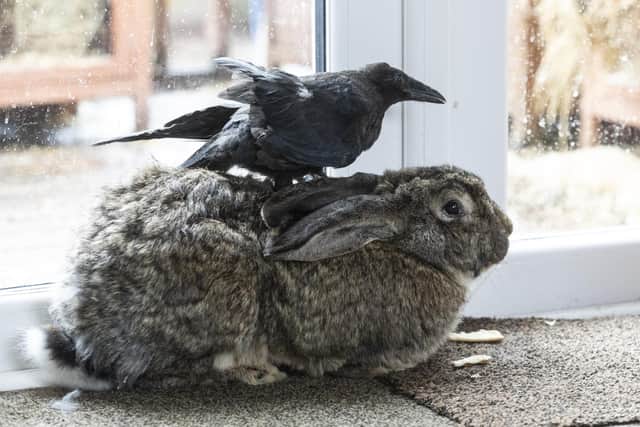 Jake, o corvo que age como coelho, com seu melhor amigo - Foto: reprodução / The Yorkshirepost