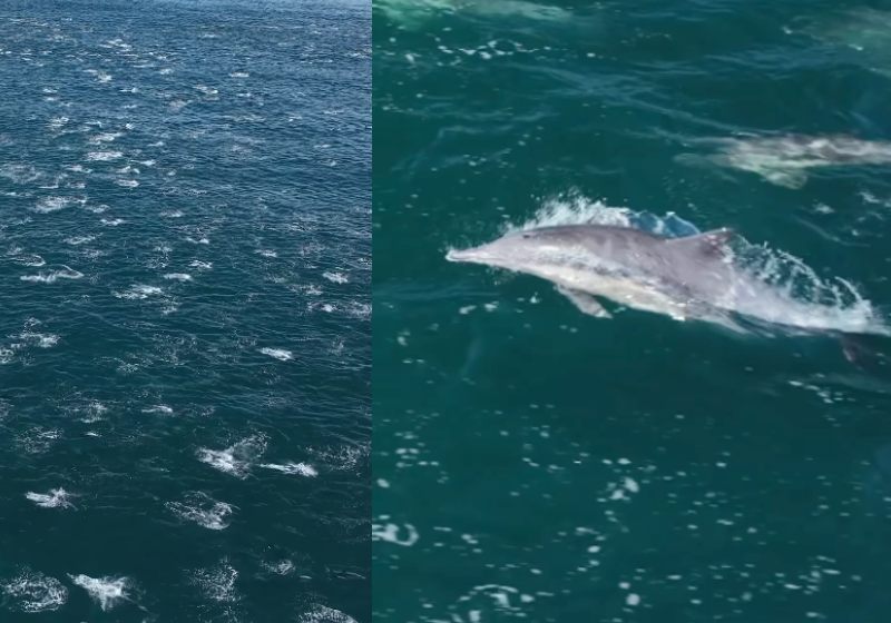 O espetáculo dos milhares de golfinhos no mar foi gravado este mês na Baía de Monterey, na Califórnia, Estados Unidos. - Fotos: reprodução / Instagram @evanb_ocean