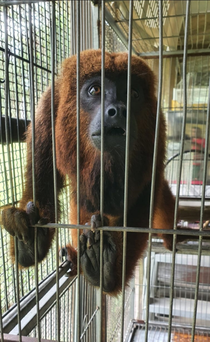 O macaquinho vai passar por exames e uma vez recuperado, será liberto na natureza. Foto: Reprodução/Prefeitura de Vitória.
