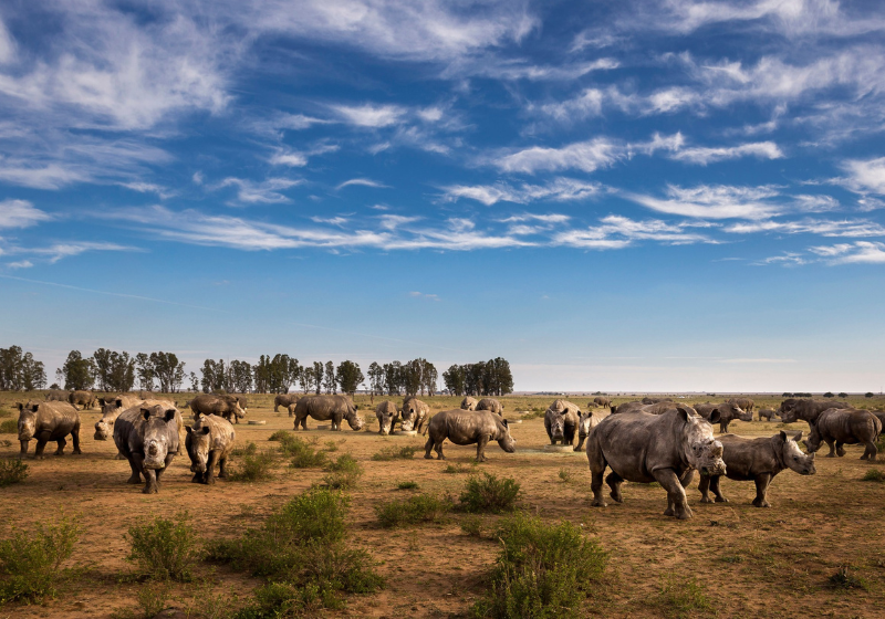 A ONG tem como objetivo priorizar a segurança dos 2 mil rinocerontes em um processo de renaturalização. Foto: Reprodução/Brent Stirton.
