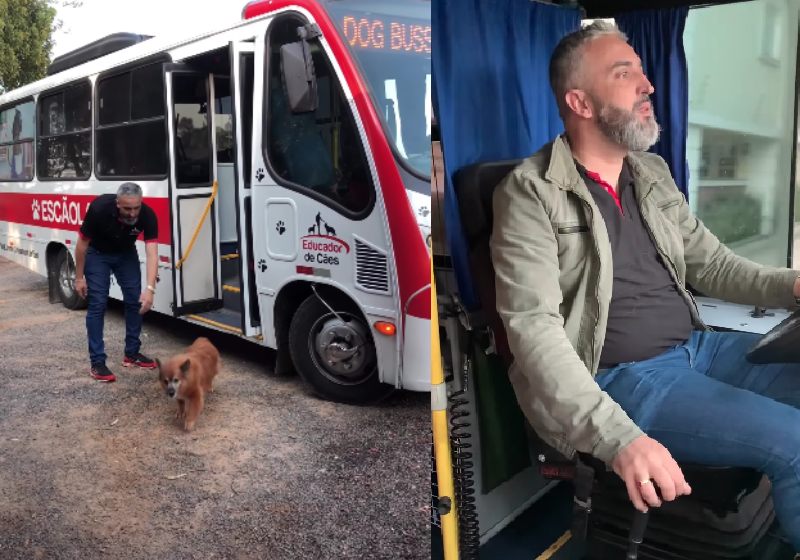 O ônibus escolar cachorro funciona em Santa Catarina, mas para entrar o cão tem que seguir uma série de protocolos - Fotos: reprodução / Instagram @educadordecaesoficial